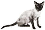 A Classic Siamese cat