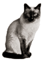 A Traditional Siamese cat